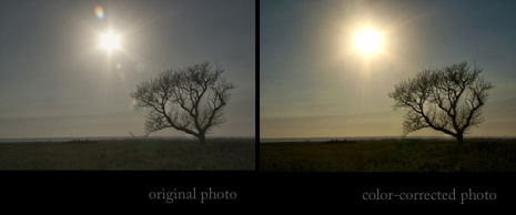 tree_before-after_web.jpg